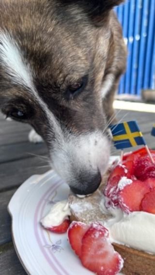 Grattis till denna skönhet Stina som idag fyller 5 år. Det firas med en midsommartårta efter ett receptet @bakamedmatte. #corgi #birthday #cake #bakamedmatte #nattbagaren