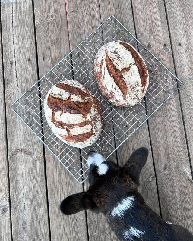 Svea kollar vad husse har bakat. Nymalen dinkel direkt från #mockmill ner i bunken. #nattbagaren #warbrokvarn #dinkel